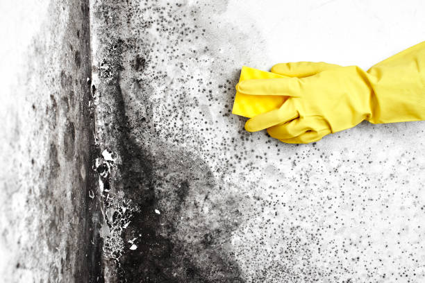 Best Mold Remediation for Rental Properties  in Iowa Park, TX